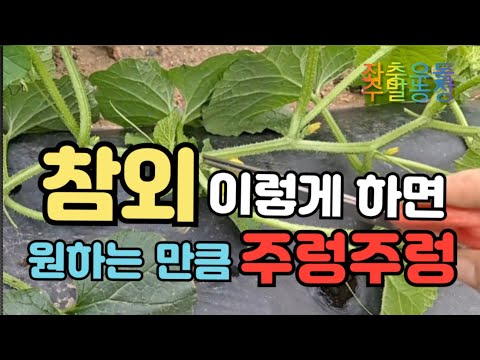 참외)) 야무지게 잘 자라고 있어요! 👉1차, 2차 순치기(2가지방법)// 6/4~6/15