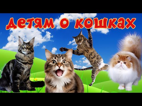 Кошки и их звуки для детей. Развивающее видео о кошках