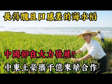 長得醜且口感差的海水稻，中國卻在大力發展？其背後隱藏啥真相？竟引得中東土豪攜千億來華合作！# 海水稻 #沙漠 #糧食