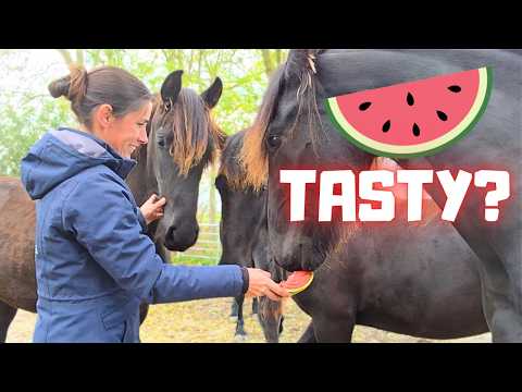 Do the fillies like watermelon? The herd is playing. Great help in the pasture! | Friesian Horses