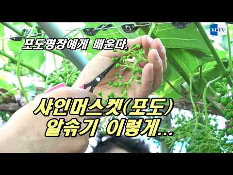 포도명장에게 배운다... 샤인머스켓 알솎기 이렇게 해보자