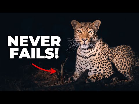 Photo Editing Was HARD Until I Learned This! (Wildlife Photography Lightroom Tutorial)