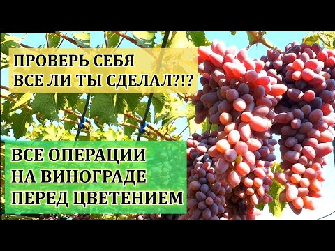 ВСЕ ОПЕРАЦИИ НА ВИНОГРАДЕ ПЕРЕД ЦВЕТЕНИЕМ ! ПРОВЕРЬ СЕБЯ ВСЕ ЛИ ТЫ СДЕЛАЛ?! РОЗЫГРЫШ САЖЕНЦЕВ