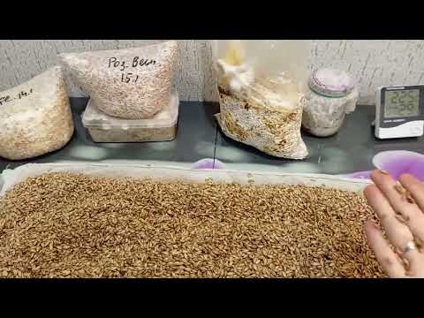 Подготовка зерна к засеву мицелием! Подробное описание.