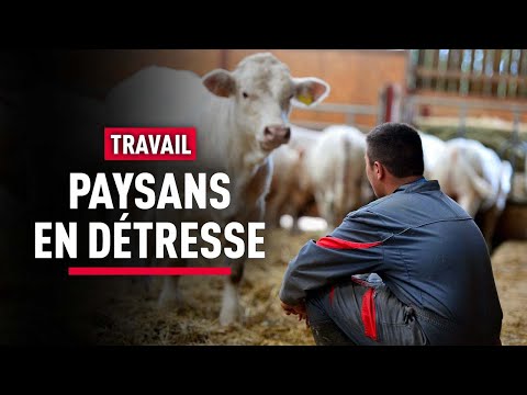 Dettes, épuisement, burn-out : la DÉTRESSE des agriculteurs - Documentaire Complet - KM