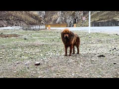 "Can I go home with you?" He is in rags, looking at you helplessly, asking for a sense of belonging