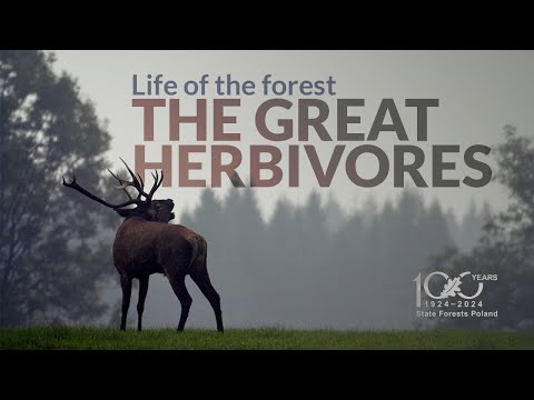 Life of the forest. The great herbivores