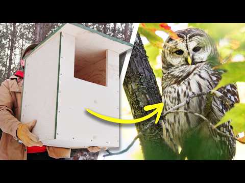 I Built 50 Boxes for Wildlife - here's what happened