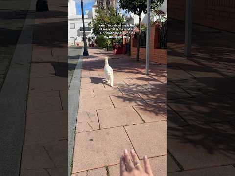 my shaylaaa🥹 #cats