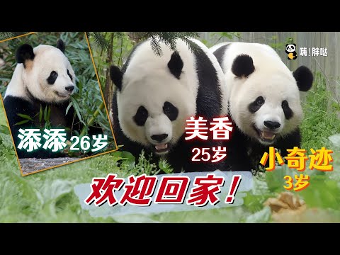 旅美大熊猫美香、添添和小奇迹回家：阔别家乡23年，美香的妈妈仍健在，其他孩子泰山、宝宝、贝贝在四川等候，美香一家大团圆
