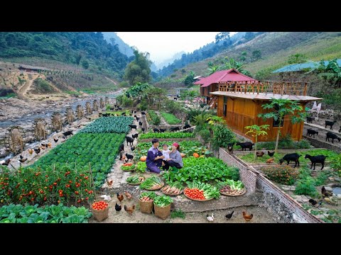 This Organic Harvest Shocked the Market | Off-Grid Cooking & Chickens