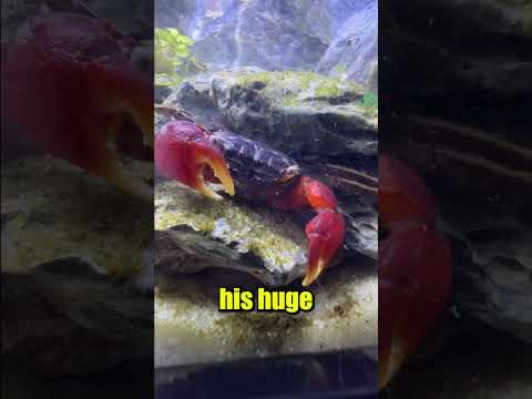 King the Crab is Frustrated