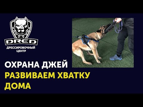 Занятие на охрану №3 | Как научить кусаться овчарку малинуа | Школа для собак DRED |  ЗКС