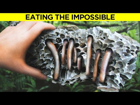 Animals Evolved To Eat DEADLY Food