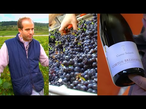 Burgundy: Côte de Beaune | Great French Wines