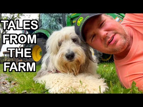 My Small Farm Life: Weird Cats, Scaly Chicken Feet & Hard Labour