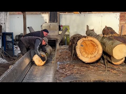 Giant Timber Squeeze – Wild Wood Chips Breakout.