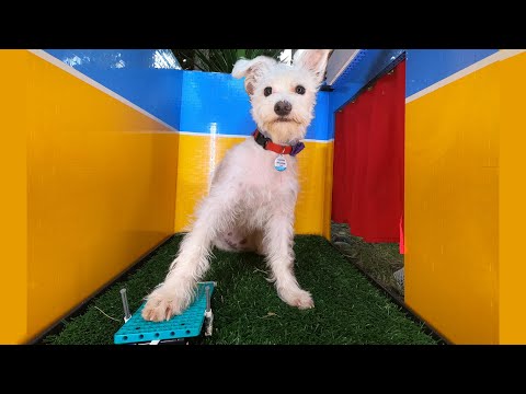 I built a dog selfie booth using LEGO bricks