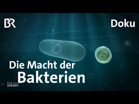 Bakterien: Die heimlichen Herrscher der Welt | Gut zu wissen | Doku | BR