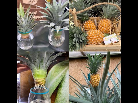 Pineapple. Rooted crown.