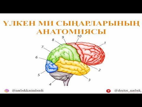 ҮЛКЕН МИ СЫҢАРЛАРЫНЫҢ АНАТОМИЯСЫ | hemispheria cerebralis