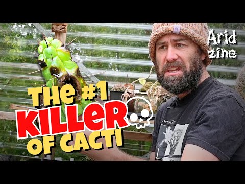 How to stop cactus rot before it's too late