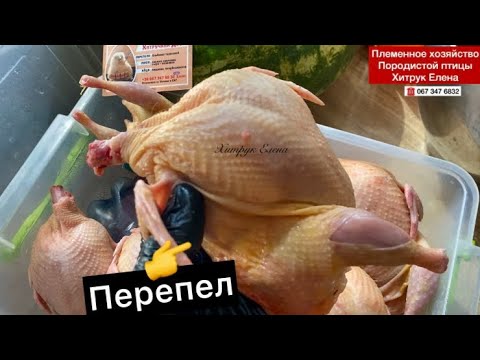 Факты влияющие на вес тушки перепела//Купить мясо, яйцо перепела