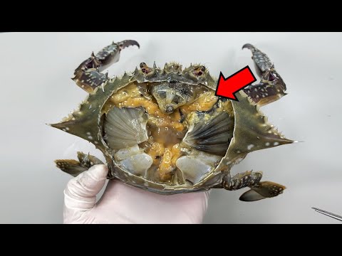 간장게장은 생식소입니다ㅠ - 꽃게 해부