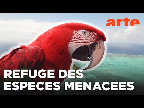 Un paradis à préserver | Le Belize | ARTE Family