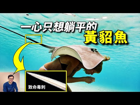 因刺死鱷魚先生而臭名昭著，實際上卻是受害者？關於黃貂魚的那些事【老肉雜談】#動物 #海洋生物 #魚 #fish #黃貂魚 #stingray