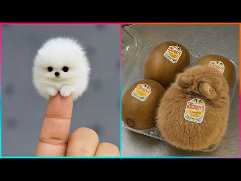 Funniest Animal Moments & Creative Pet Ideas That Will Make Your Day