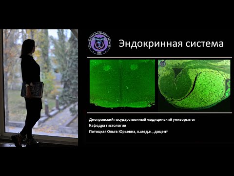 18. Эндокринная система (лекция по гистологии)