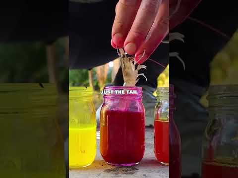 Bait dye experiment gone wrong… or right? 😅