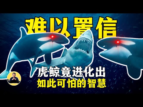 虎鲸：诱杀水鸟、围猎大白鲨竟然不为吃肉！？真相让人胆寒！它们究竟在干什么？还会花式虐海豹，狡猾到令人发指！野生虎鲸真的温顺吗？海洋馆的虎鲸为什么频繁攻击人类？#虎鲸 #杀人鲸 #虎鲸捕猎