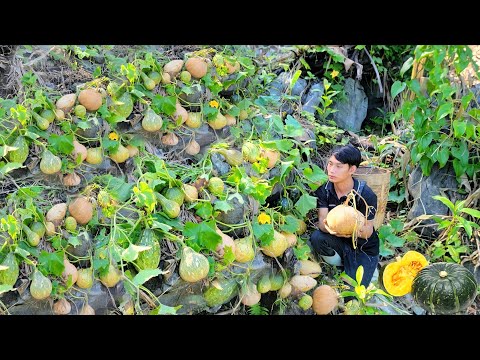 Harvesting giant pumpkins to sell, Life alone | Triệu Văn Tính