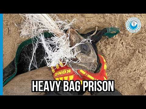 Seal Can’t Tear This Plastic Without Our Help