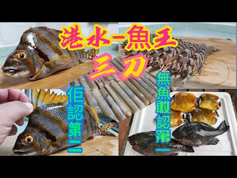 魚王(三刀)...可遇不可求真係有錢都未必食到🤪...估唔到今日艇仔有咁多靚魚,仲有冧蚌(黑毛)..荷包魚...好多嘢睇😎 #香港海鮮 #海鮮俠