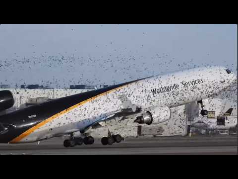 plane hits bird on takeoff