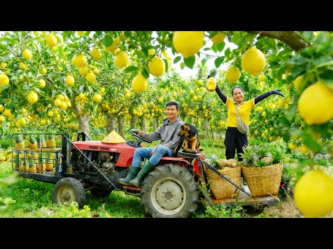 Harvest Pineapple And Lemons To Sell At The Market – Make Salted Preserved Lemons For Long Storage