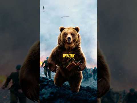 🐻 WOJTEK - The Real Bear Who Carried Bombs #shorts #history #usa #uk
