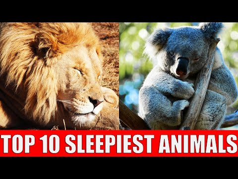 TOP 10 Animals That Sleep a Lot |  Learn Sleepiest Animals