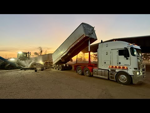 Ripping the grain in big trucks! Harvest ‘25 Ep 18