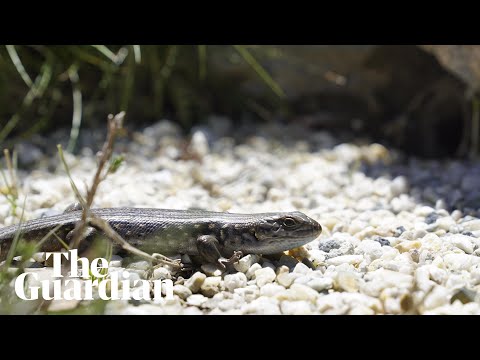Critically endangered skink births expected after captive breeding program success