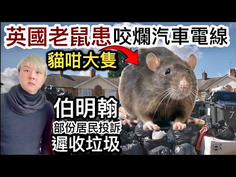 英國老鼠患,咬爛汽車電線❗️伯明翰倒垃圾工人大罷工❗️ 臭到嘔滋生老鼠,有部份居民投訴遲收垃圾❗️英國最昂貴停車場,影響市民消費⁉️