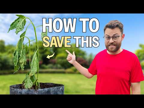 Beginner Mistakes That Are Killing Your Plants
