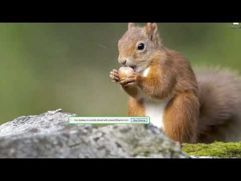 new NVIDIA driver 572.42 already Salad ai update