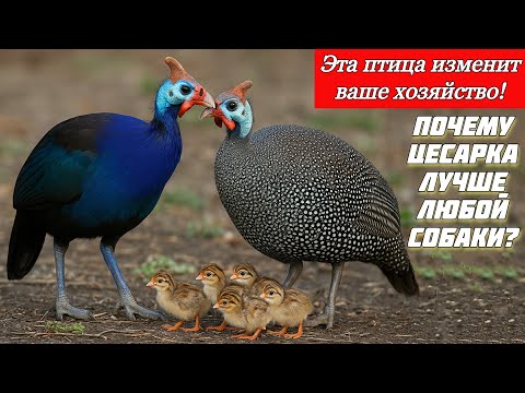 Правильный уход и разведение цесарок | Всё о диких и домашних видах