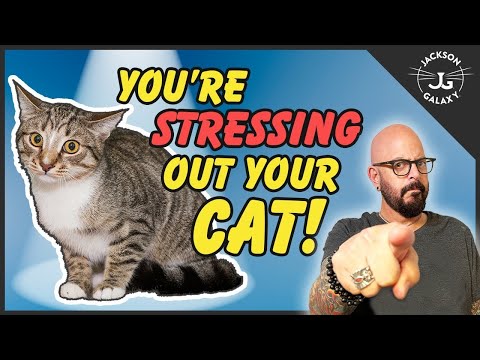Everyday Cat Stress