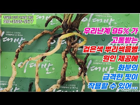 [Episode 440] I bought it at half price, and it was as expected. [Food Tech, Cymbidium goeringii,...