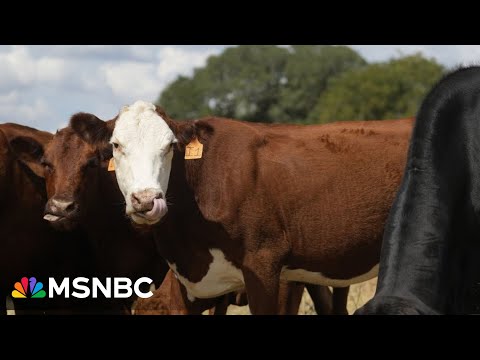 Drought is causing high beef price: Senator defends Trump's Argentina plan
